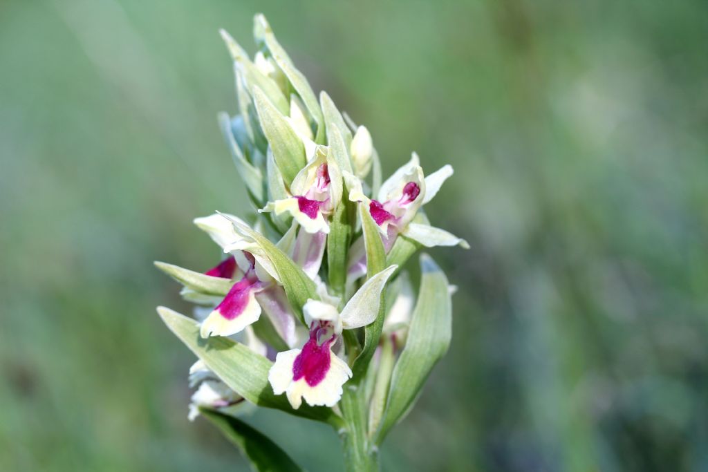 Dactylorhiza sambucina variet cromatiche